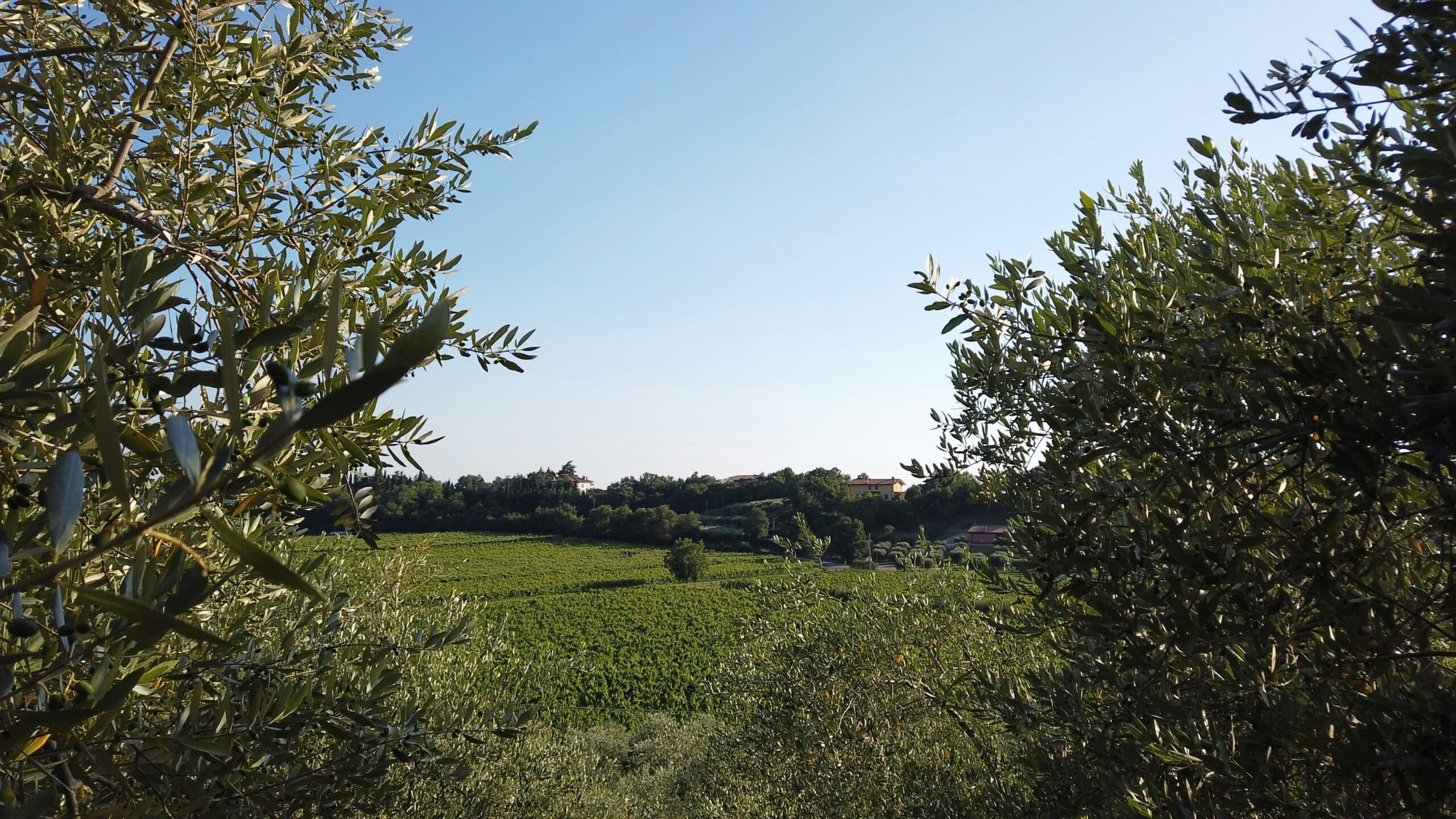 Prime olive farms for sale in Portugal: The buying process