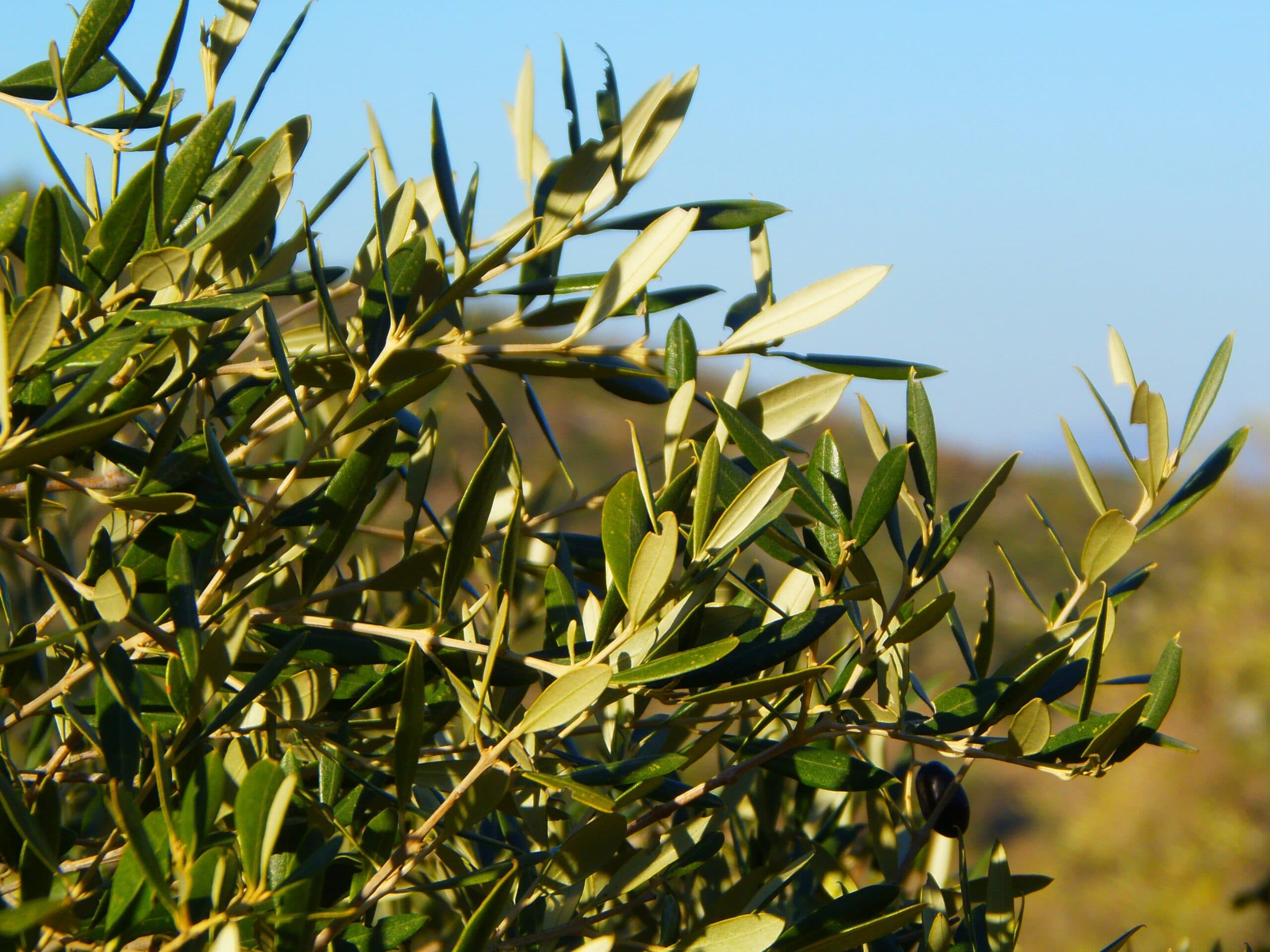 Prime olive farms for sale in Portugal: discover unique investment opportunities