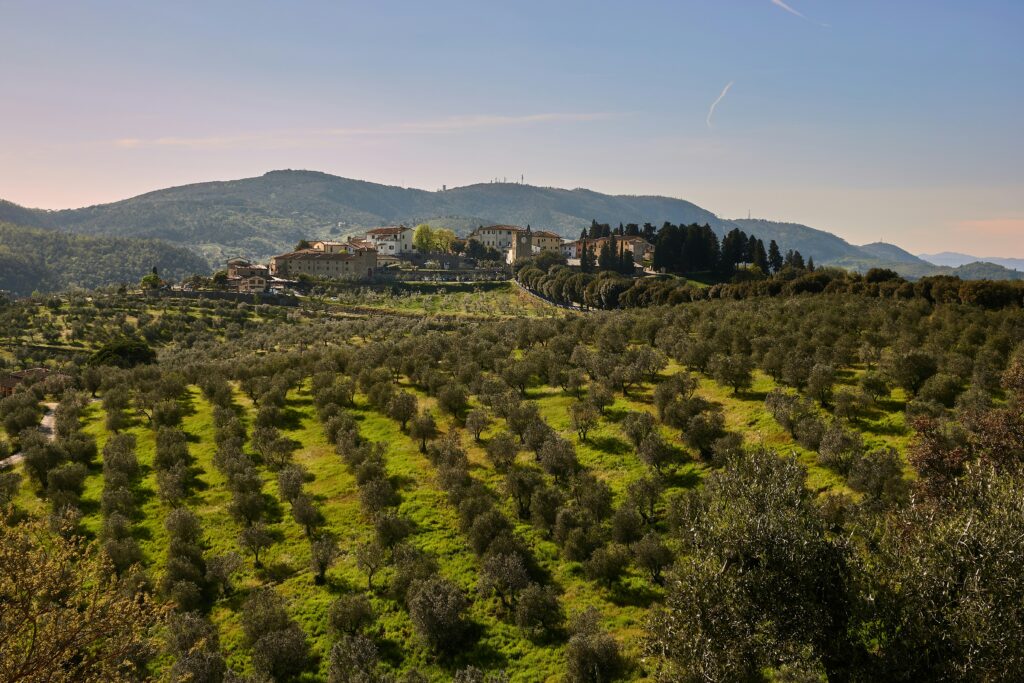 Prime Olive Farms for Sale in Portugal: The Buying Process